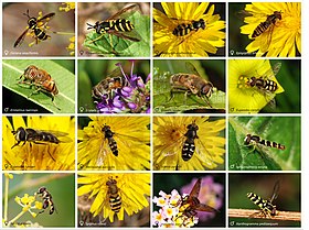 Poster com 16 espécies de moscas-das-flores (Syrphidae).