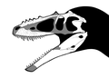 Alioramus Skull