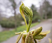 Bud break