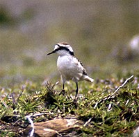 Saint Helena Plover