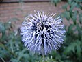 Echinops ritro (Ruthenische Kugeldistel)