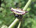 Austracantha vittata (Araneae)