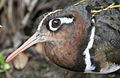 Close-up of a female – Kruger National Park, South Africa