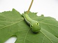 Close-up photo of a Hawk-moth caterpillar