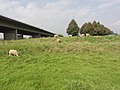 Kasteelterrein, naast de snelweg, 2014