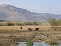 Bufali d'acqua al pascolo nella valle