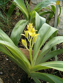 Turkkihelotähti (Hypoxis hemerocallidea)