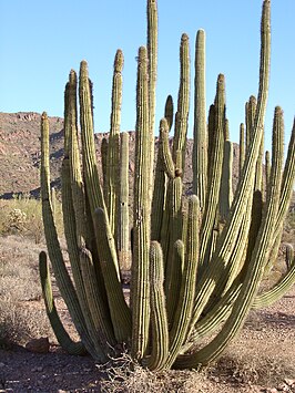 Orgelpijpcactus