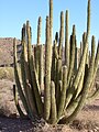 Orgelpijpcactus