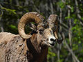 Bighorn Sheep O. canadensis