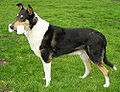 Collie (Smooth)