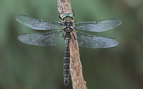 Ringed emerald, Somatochlora albicincta