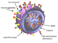 Description de l'image 3D Influenza virus.png.