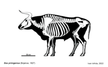 Skeletal diagram of Bos primigenius