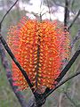 one of Cas's photos of B. ericifolia, showing top-down anthesis, with very little colour change, about halfway through.