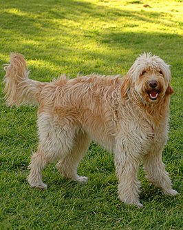 Labradoodle