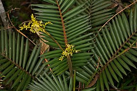 Calamus gibbsianus