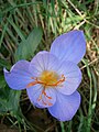 Crocus speciosus