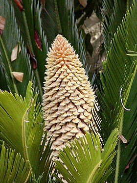 Folhas e estróbilo masculino de Cycas revoluta