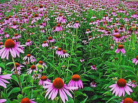 Kaunopunahattu (Echinacea purpurea)