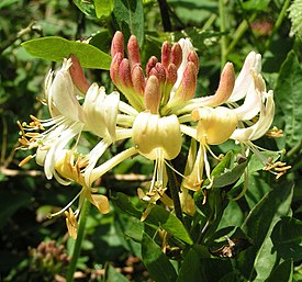 Ruotsinköynnöskuusama (Lonicera periclymenum)