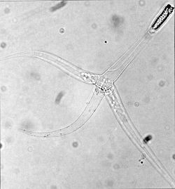 Stadij triaktinomiksona vrste Myxobolus cerebralis.