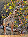 キタローデシアキリン Giraffa tippelskirchi（前 Giraffa camelopardalis thornicroft）