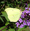 Common Brimstone, Gonepteryx rhamni.