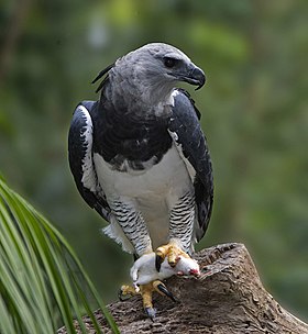 Espécime macho avistado se alimentando no Parque das Aves, em Foz do Iguaçu, no Brasil