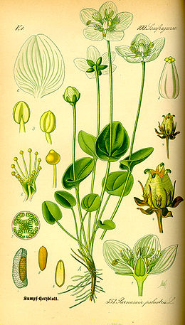 Pelkinė mandrauninkė (Parnassia palustris)