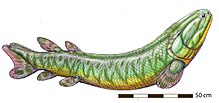 Megalichthys hibberti.jpg