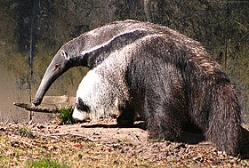 Tamanduá-bandeira no Zoológico de Copenhague, na Dinamarca