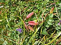 Oxytropis jacquinii