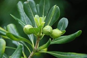 Pitosporoa (Pittosporum tobira)