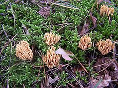 Statusis šakočius (Ramaria stricta)