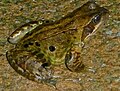 <gallery> Fitxategi:Rana temporaria 188564788.jpg Fitxategi:Junger Grasfrosch (Rana temporaria) in Buchenlaub im Naturpark Pfälzerwald.jpg Fitxategi:Common Frog (Rana temporaria), Melling - geograph.org.uk - 4108484.jpg Fitxategi:Rana temporaria at Muhalnitsa, Botevgrad (01.03.2019) 07.jpg Fitxategi:Rana temporaria at Muhalnitsa, Botevgrad (28.02.2019) 03.jpg Fitxategi:Rana temporaria at Muhalnitsa, Botevgrad (01.03.2019) 08.jpg