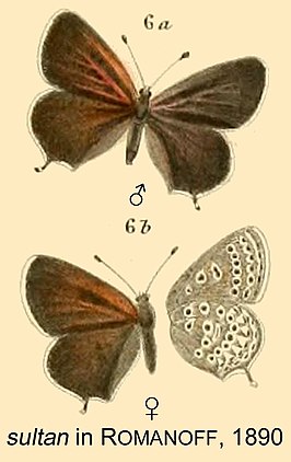 Lycaena sultan