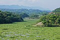 大埔水庫水體