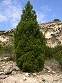 Tetraclinis articulata in the mountains of Cartagena, Spain