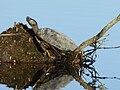 Rotwangen-Schmuckschildkröte (Trachemys scripta elegans), altes melanistisches Männchen, Wagbachniederung (BW)