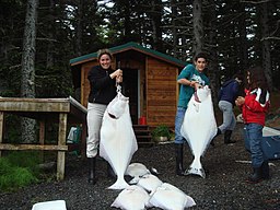 Photo of several, near human-sized white fish. شخصان يحملان الهلبوت