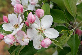 Malus pumila.