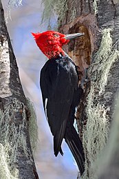 Pic de Magellan (Campephilus magellanicus)