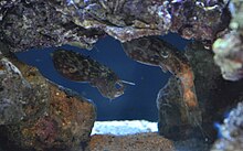 Dwarf cuttlefish (Sepia bandensis).JPG