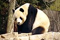 Panda mkubwa