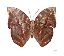 Museum specimen ♂ △ - Ventral side