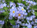 Myosotis scorpioides