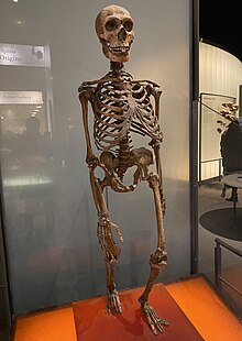 Neanderthal at AMNH.jpg