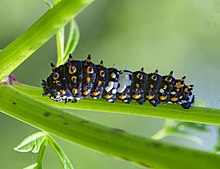 Papilio polyxenes caterpillar first instar.jpg