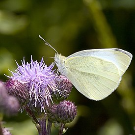 Naurisperhonen (Pieris rapae)